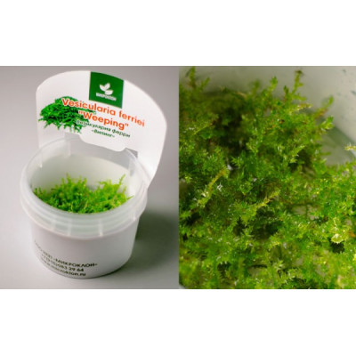 Мох Випинг (меристемное растение), d 6,5 см